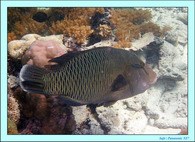 2011 - 08 - Borneo - Sipadan 108